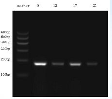 普通PCR.jpg